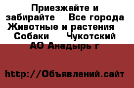 Приезжайте и забирайте. - Все города Животные и растения » Собаки   . Чукотский АО,Анадырь г.